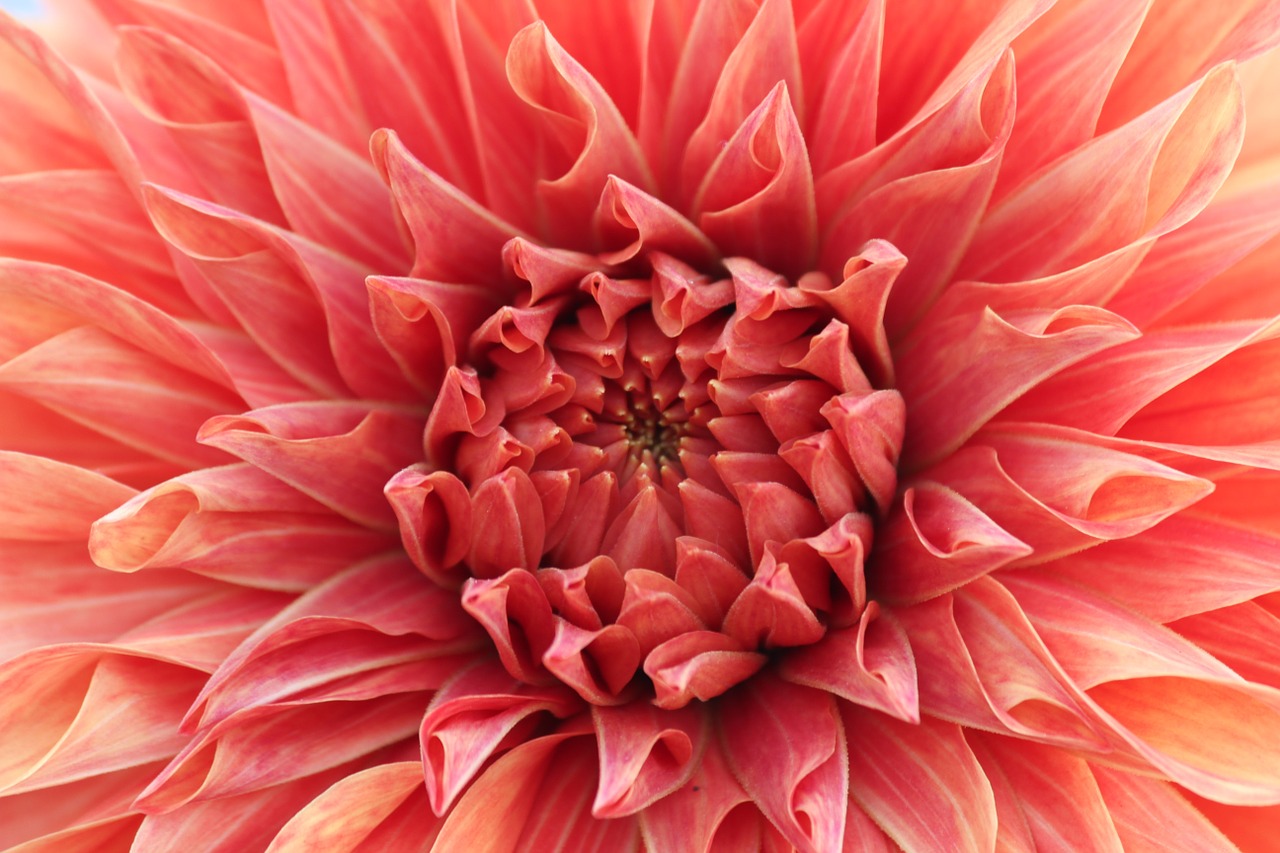 flower closeup dahlia free photo