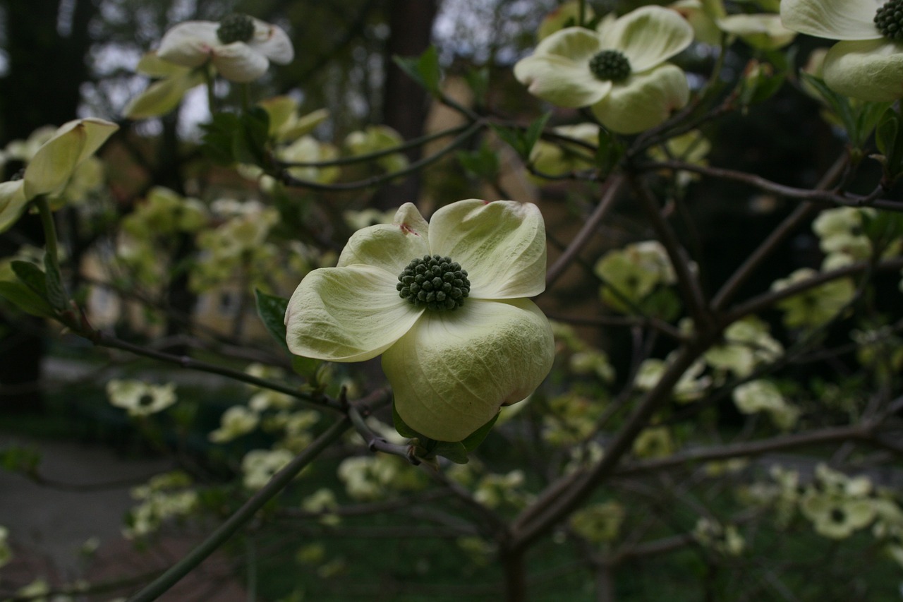 blossom bloom plant free photo