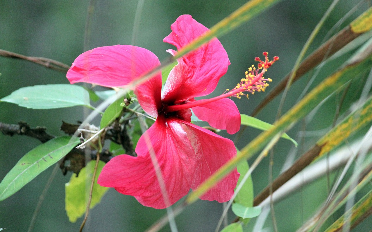 flower blossom bloom free photo