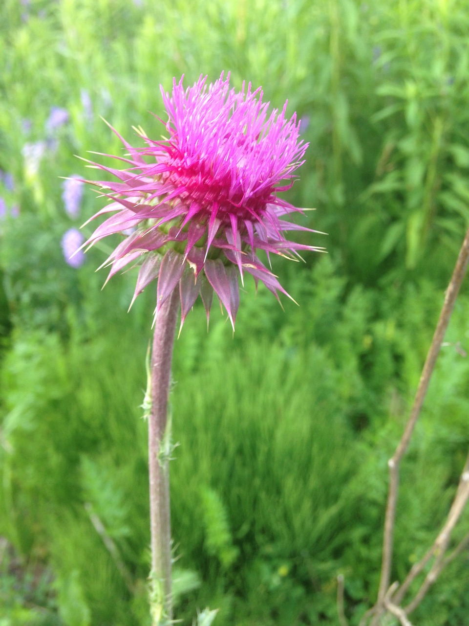 flower nature summer free photo