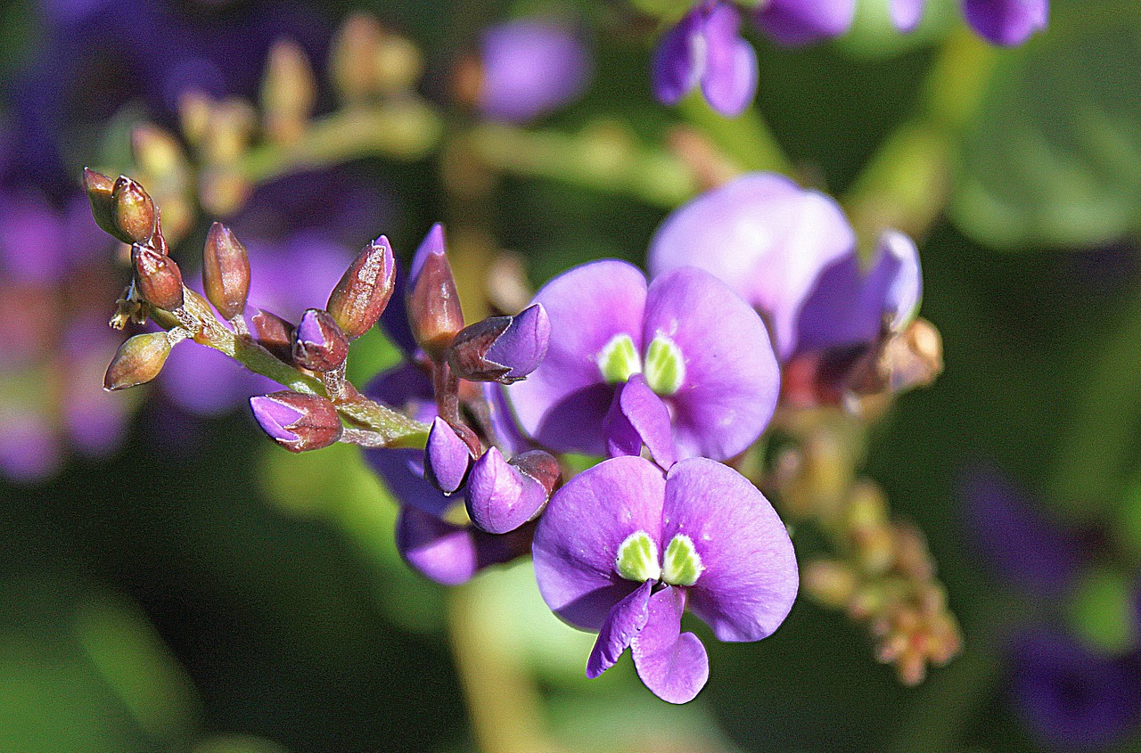 flower purple blossom free photo