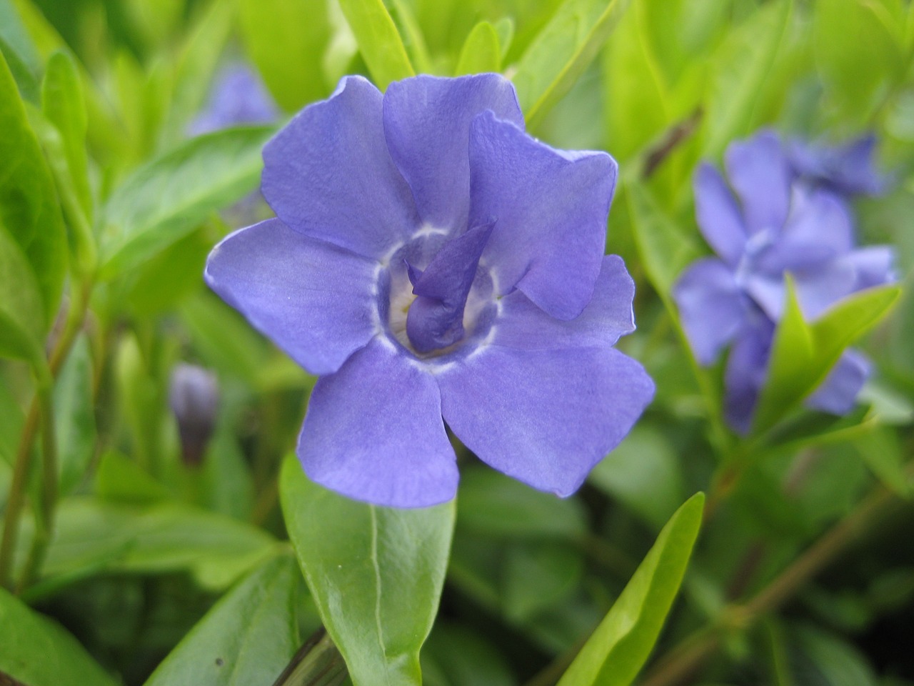 flower blue leaf free photo