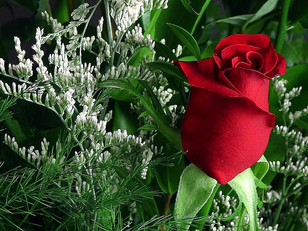 flower rose red free photo