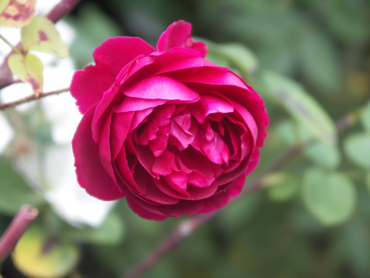 flower rose red free photo