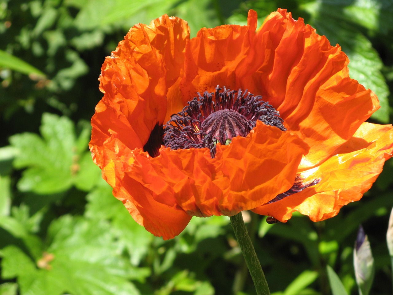 flower poppy oriental free photo