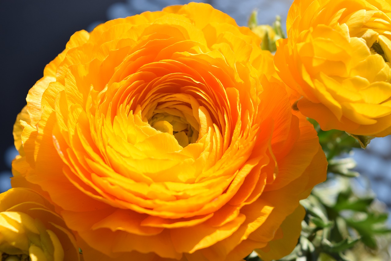 flower ranunculus orange free photo