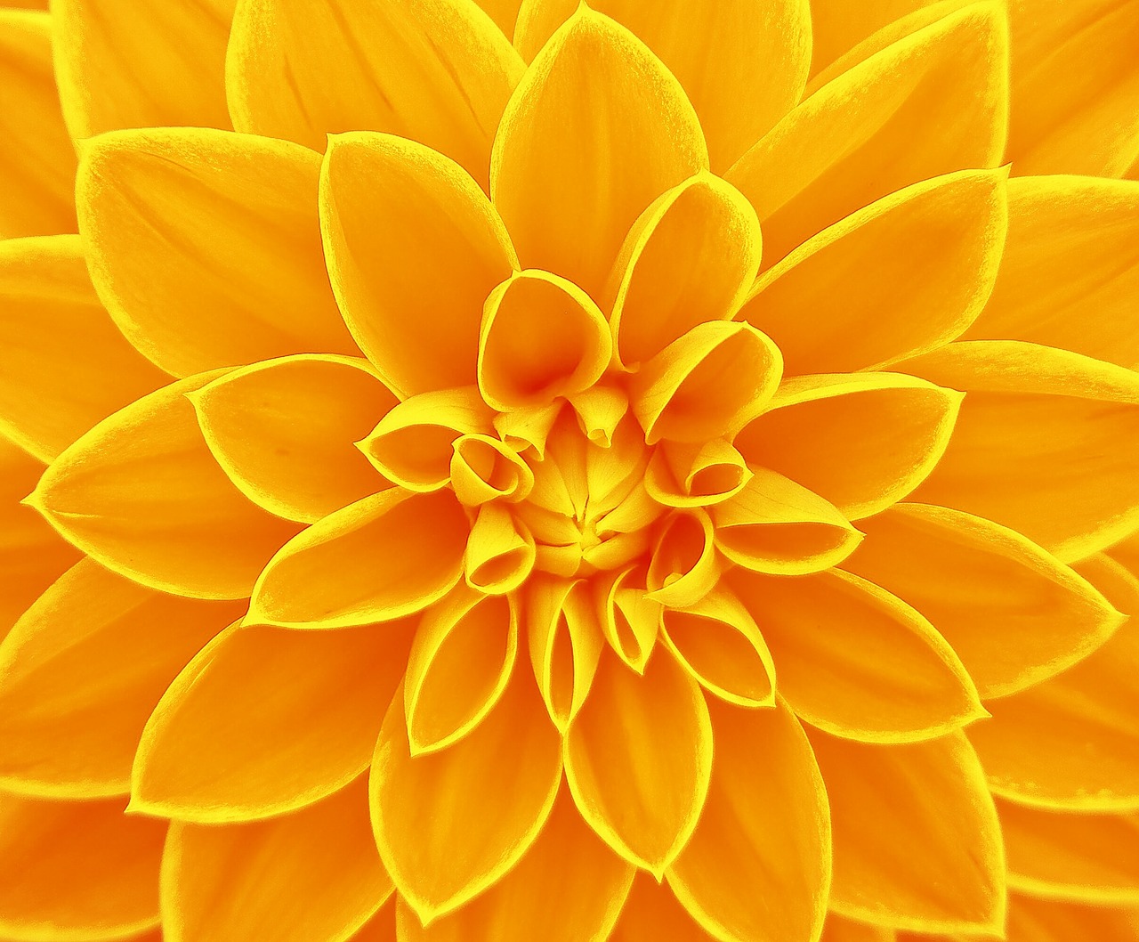 flower bright yellow free photo