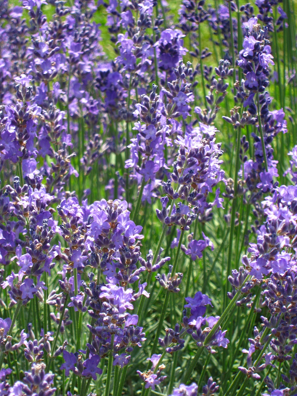 flower lavender nature free photo