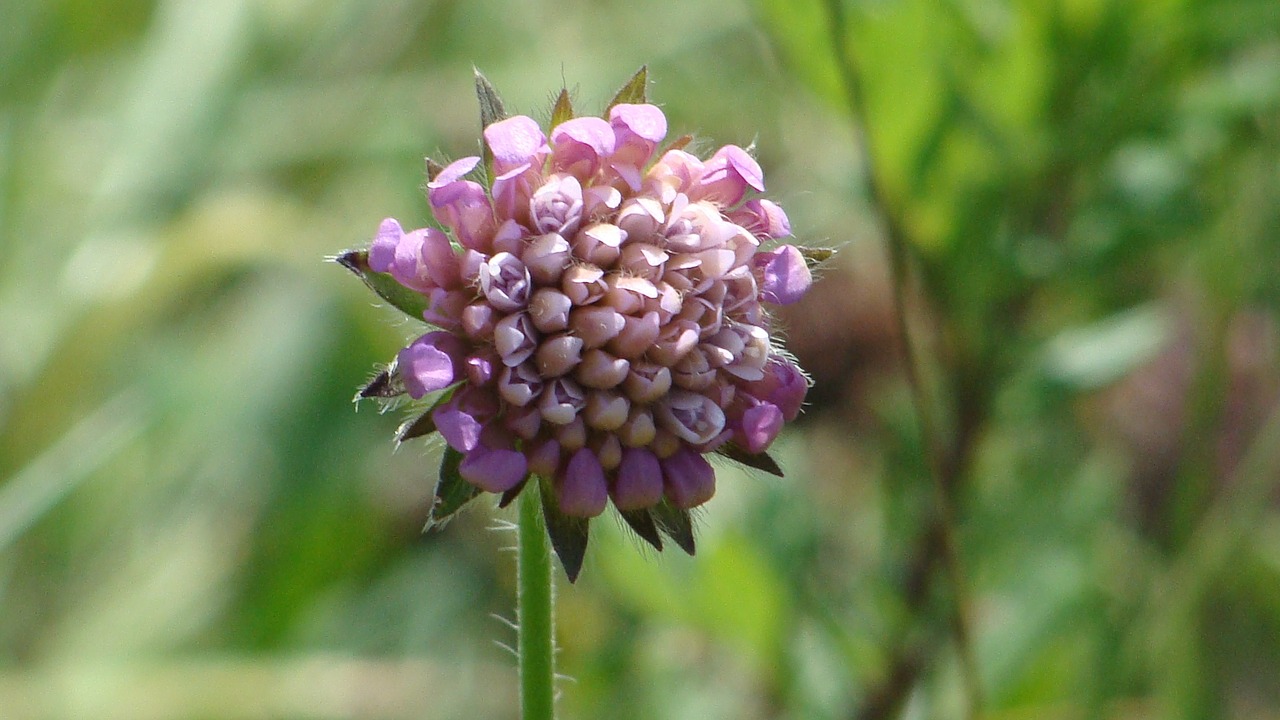 flower purple nature free photo