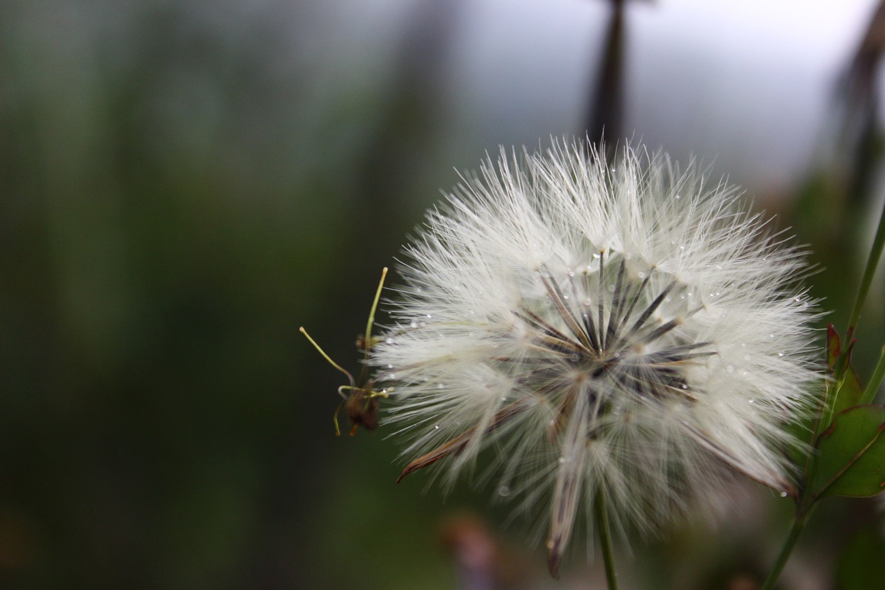 flower fresh fotograph free photo