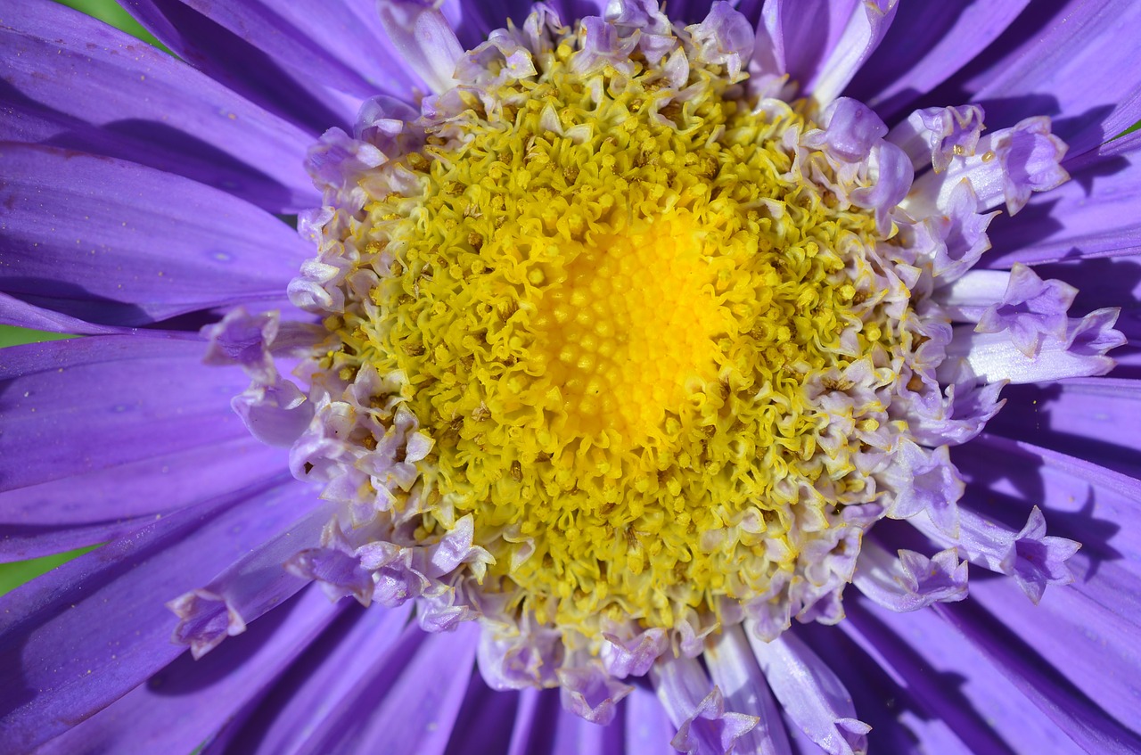 blossom bloom flower free photo