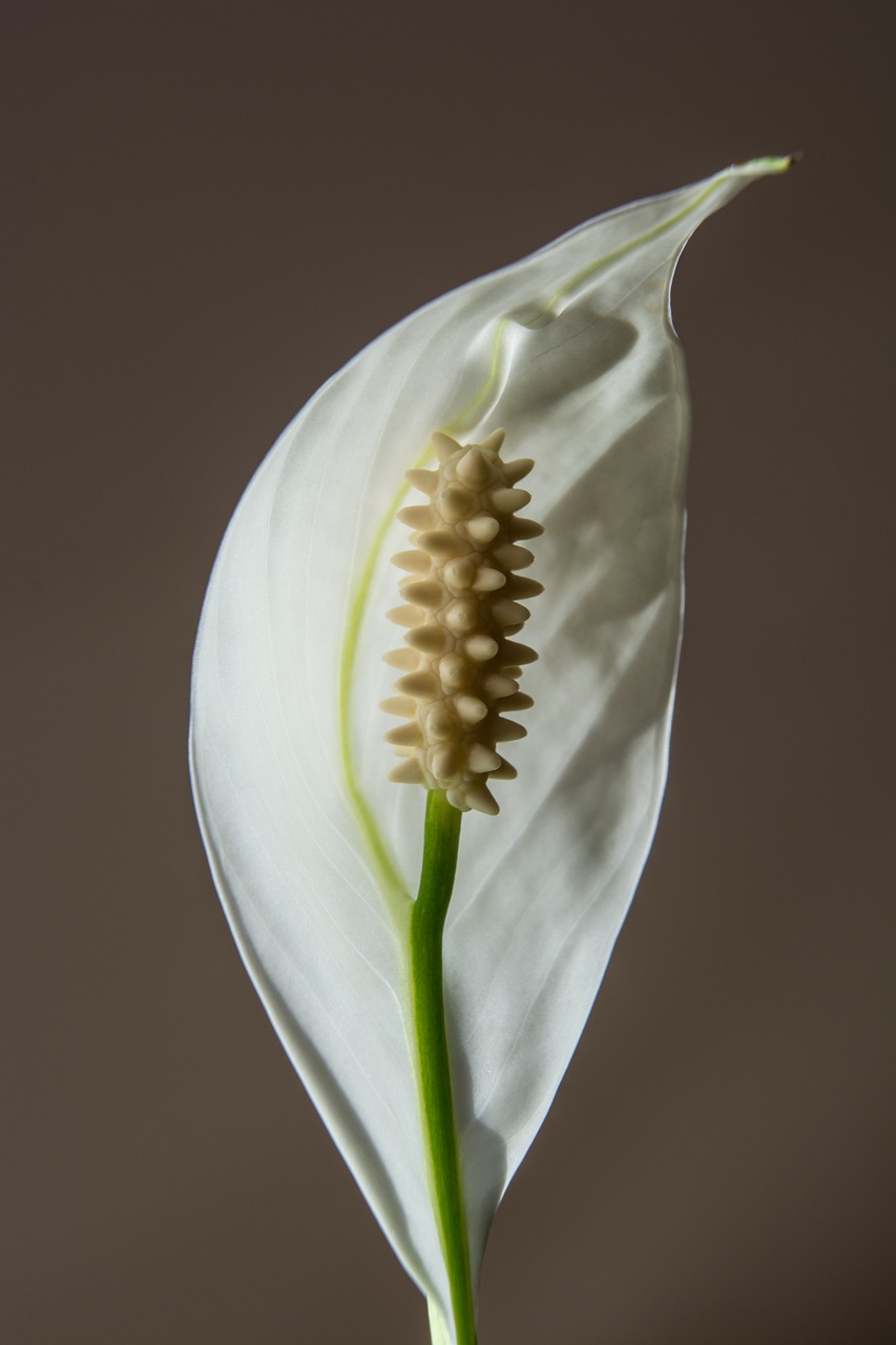 flower white blossom free photo