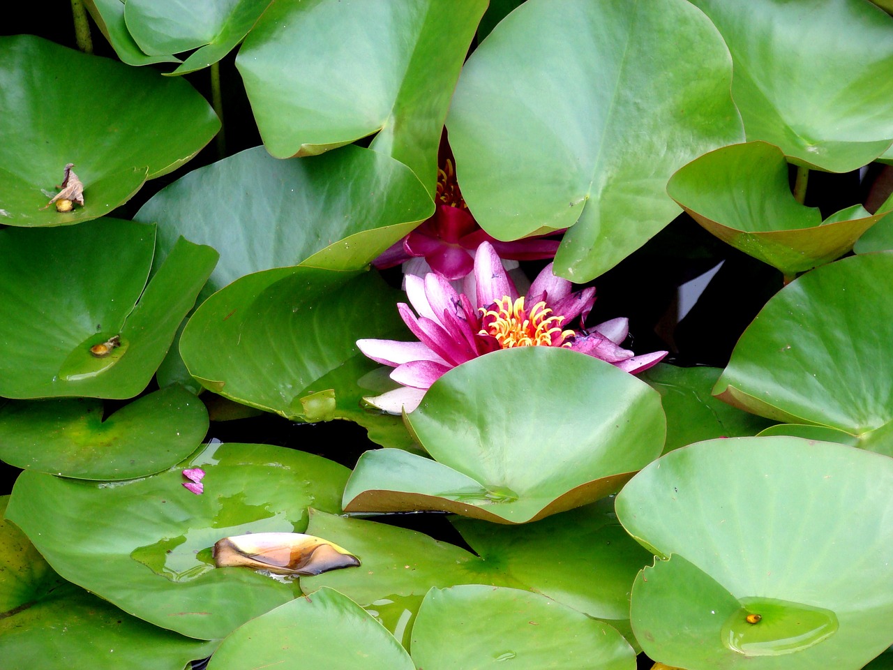 flower waterlily lotus free photo