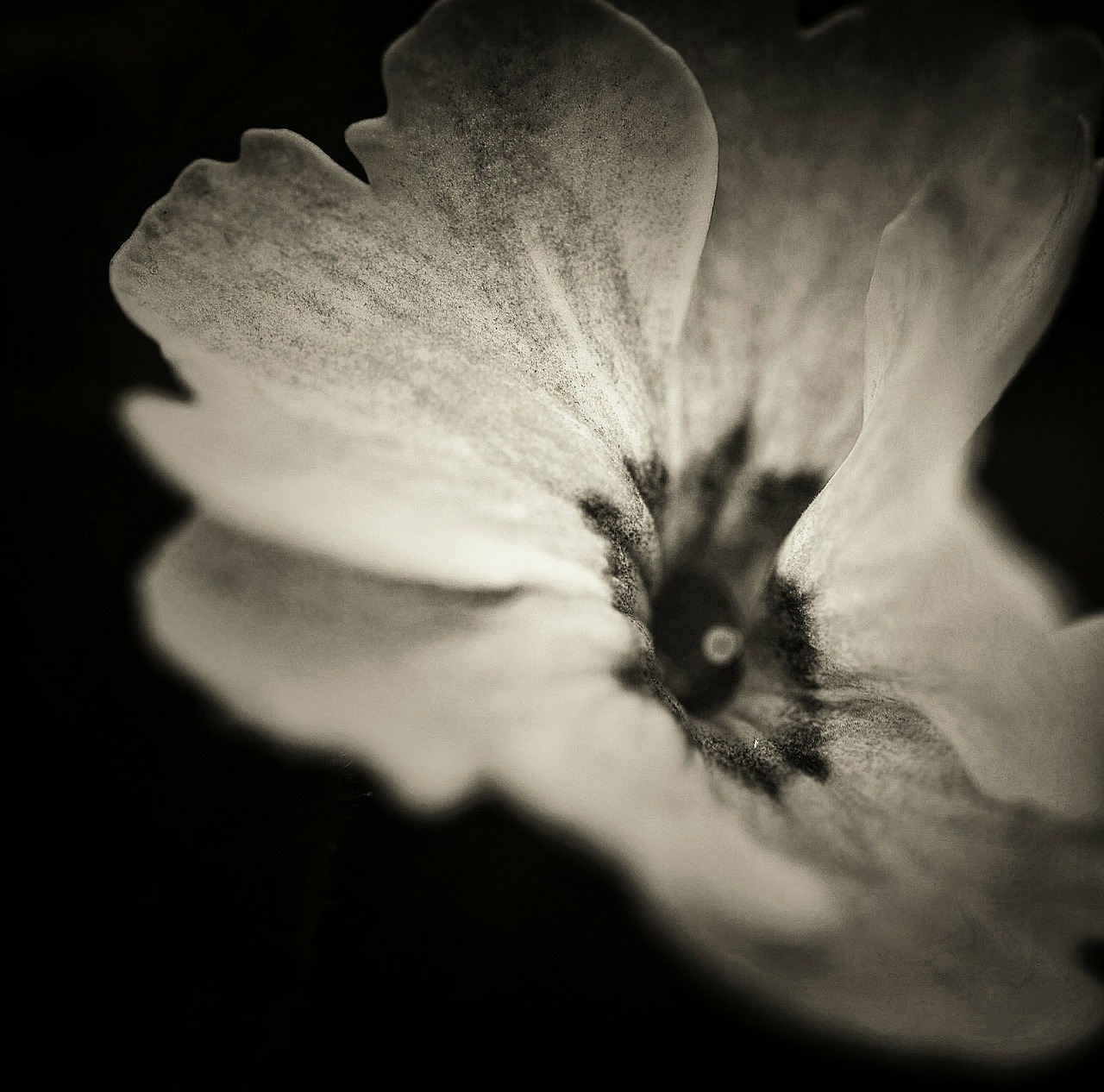 flower plant black and white free photo