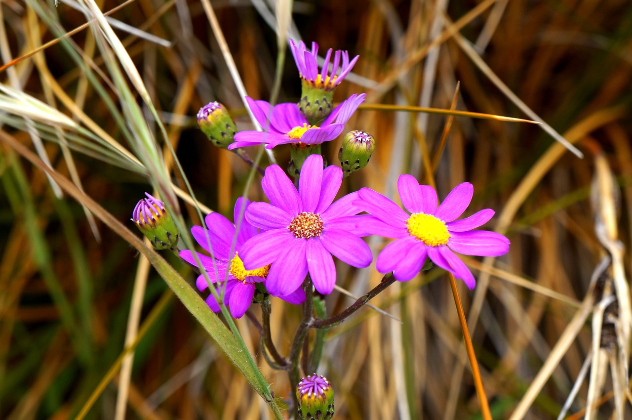 flower daisy purple free photo