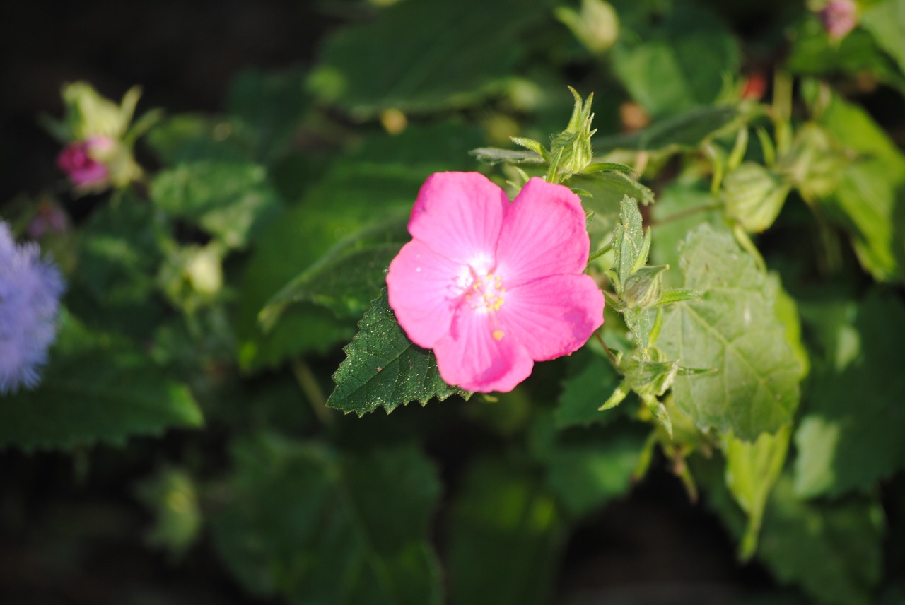 flower pink nature free photo