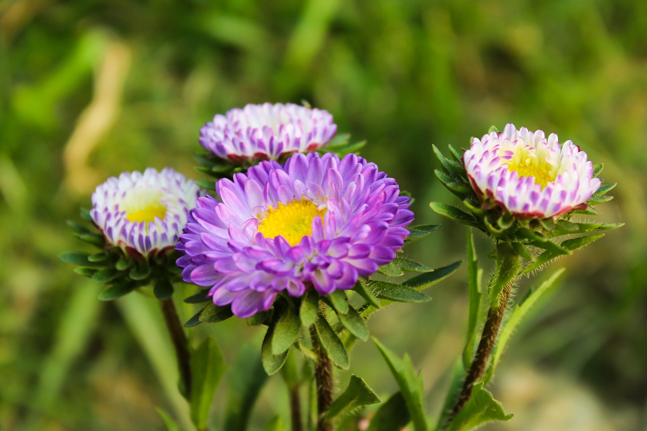 flower blooming plant free photo