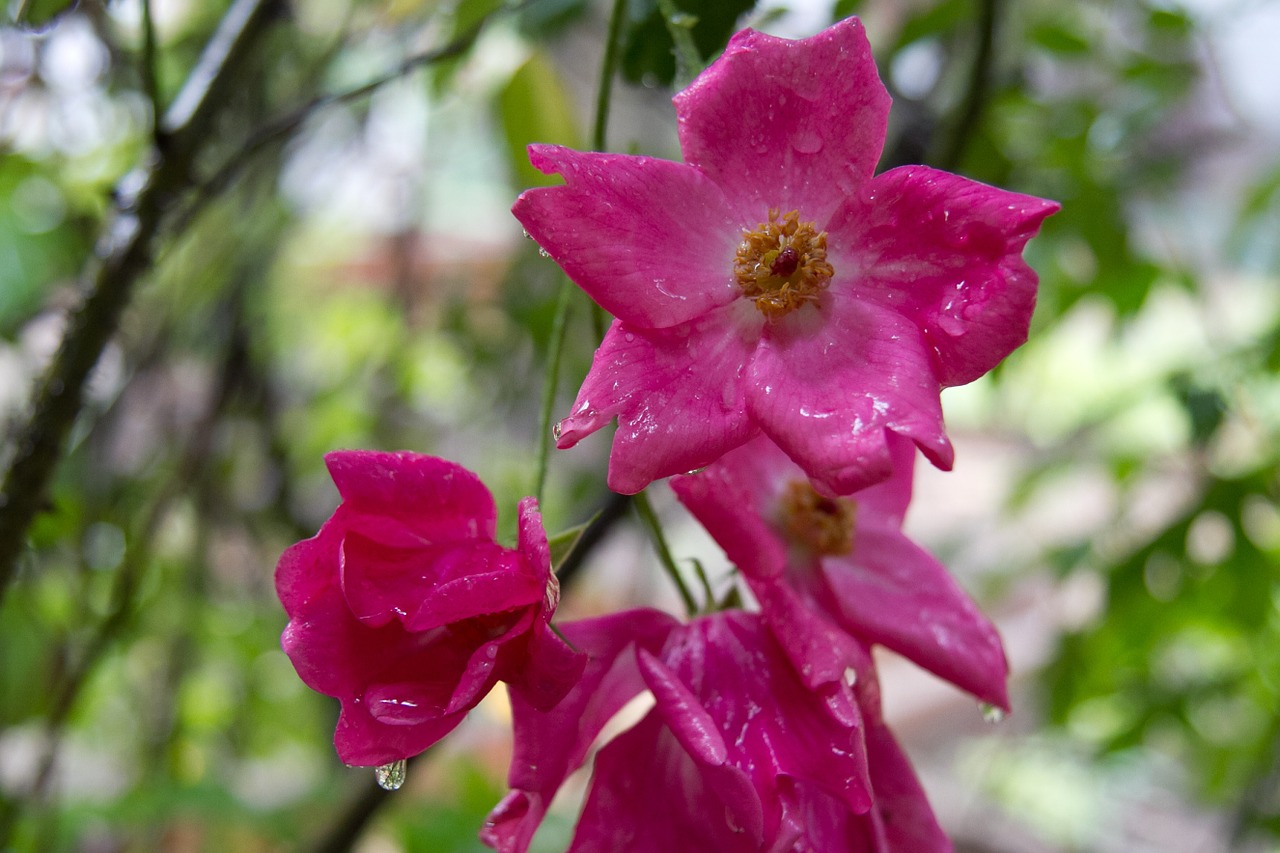 flower rain garden free photo