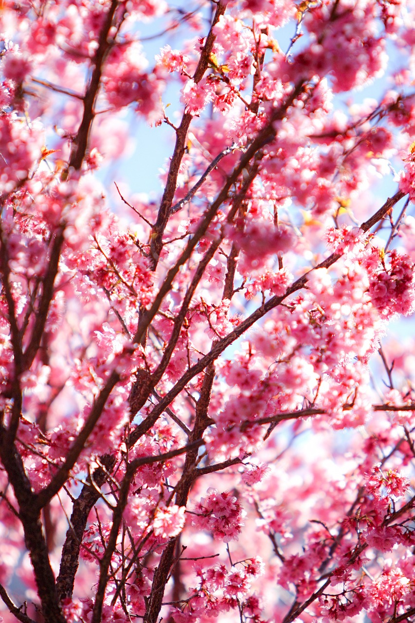 flower cherry blossoms pink free photo