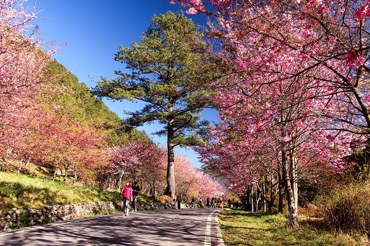 flower cherry blossoms pink free photo