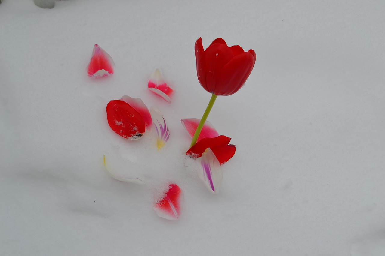 flower tulip red free photo