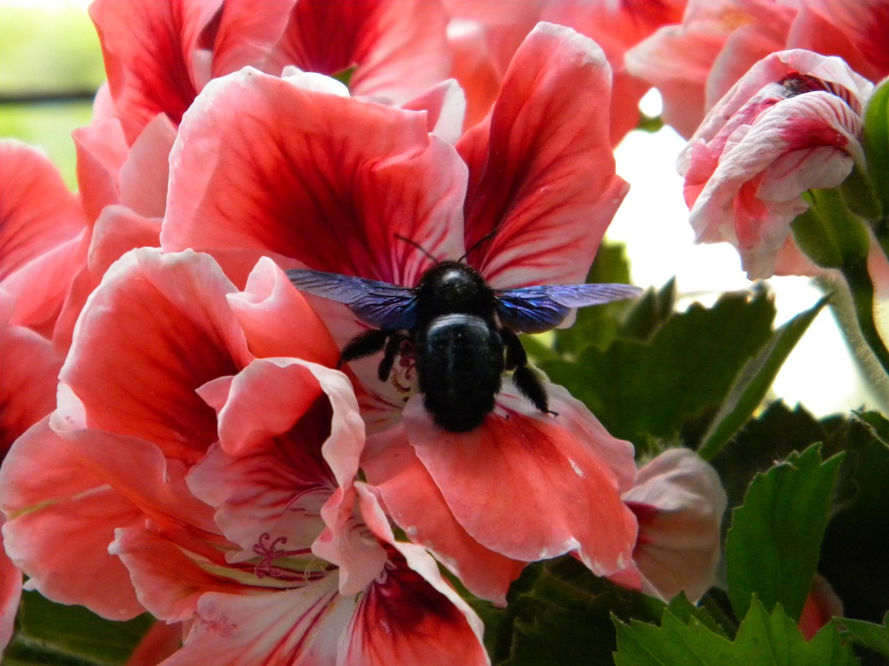 flower insect garden free photo