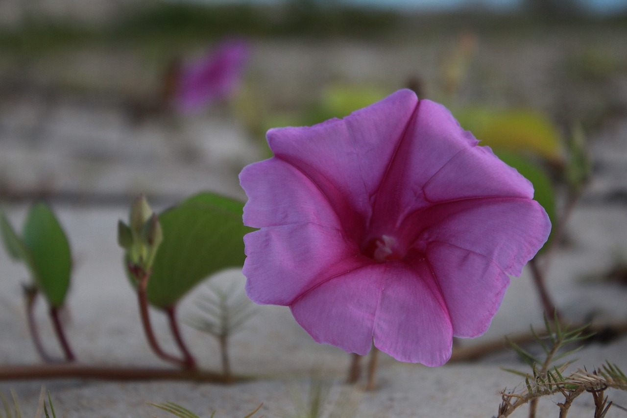 flower sand mar free photo