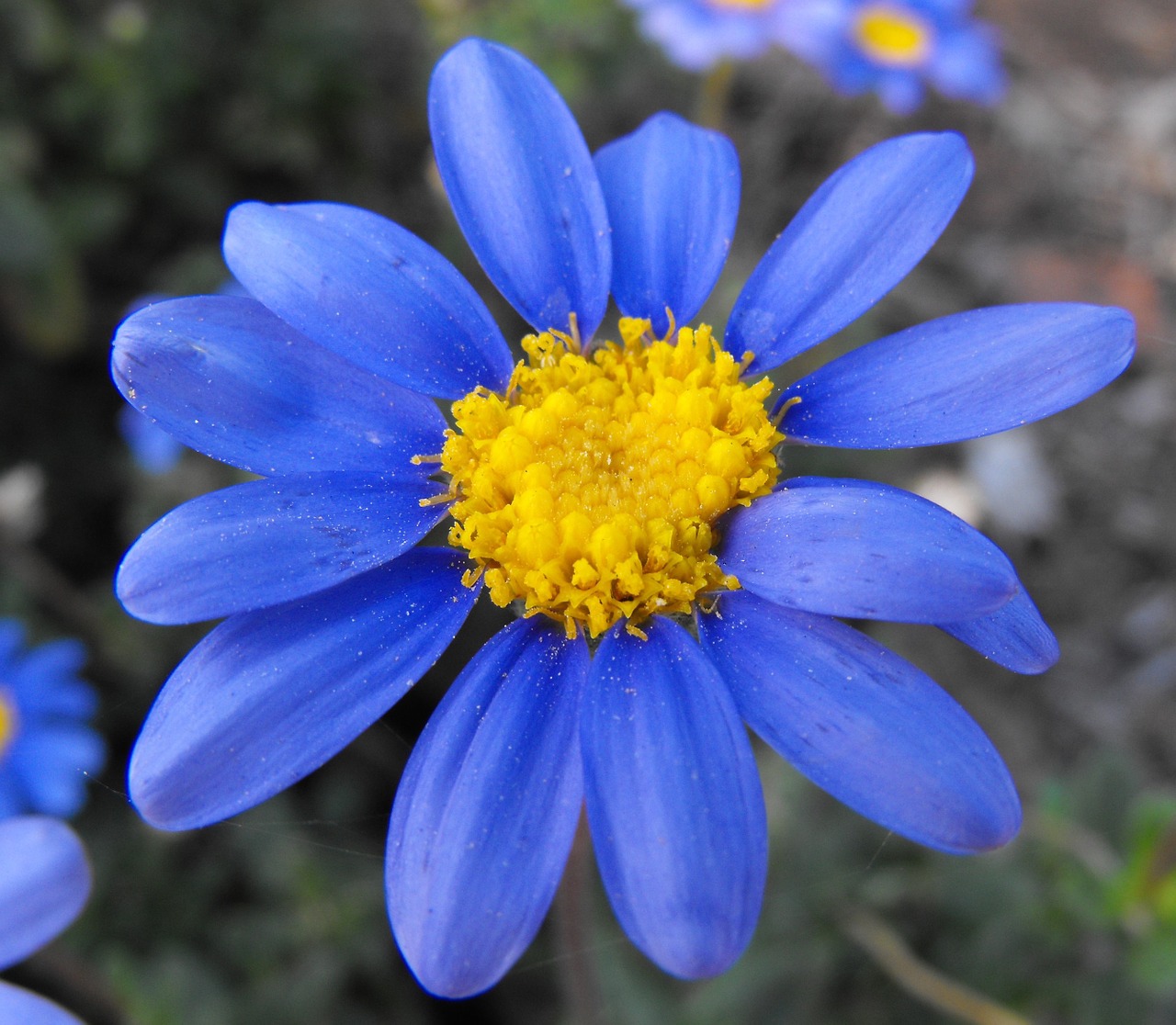 flower daisy blue free photo