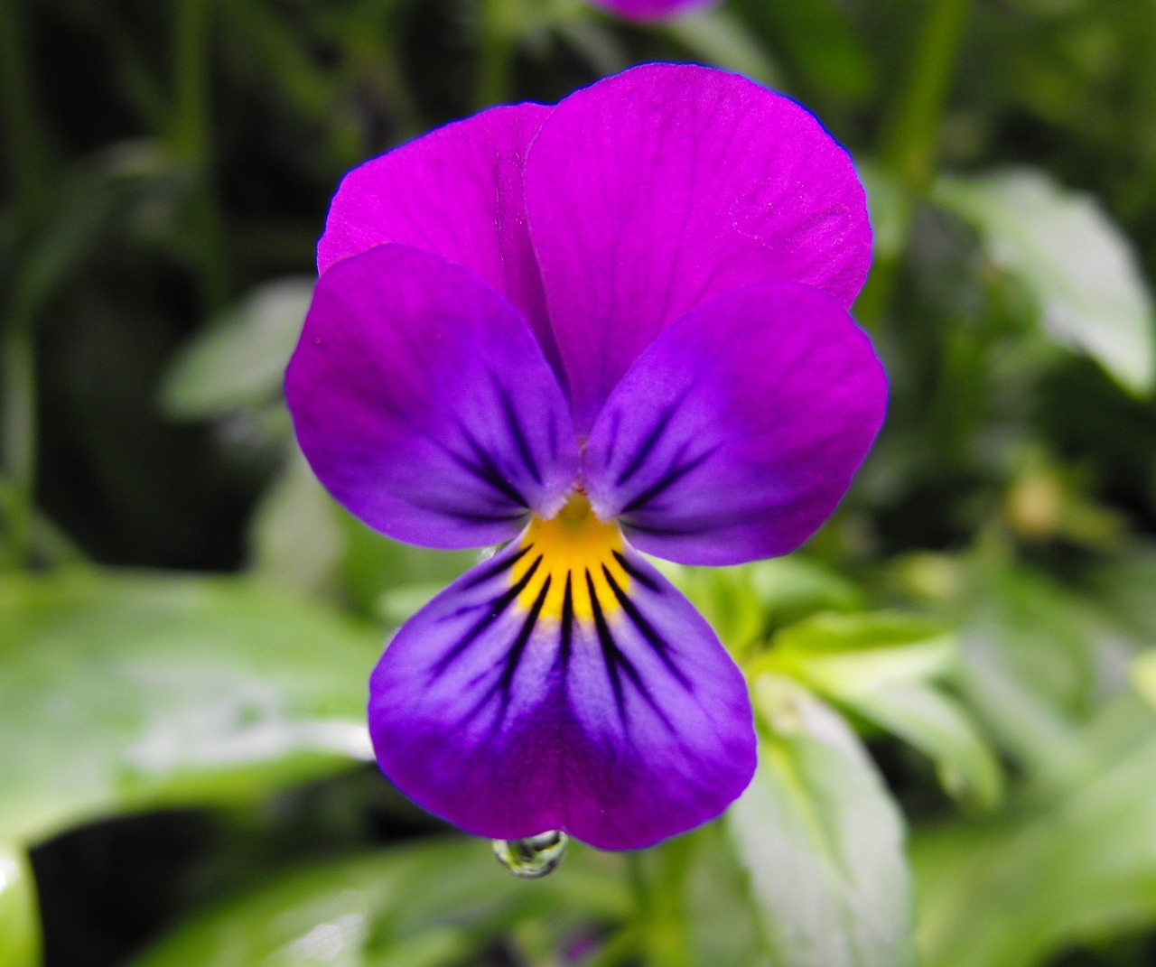 flower pansy bloom free photo