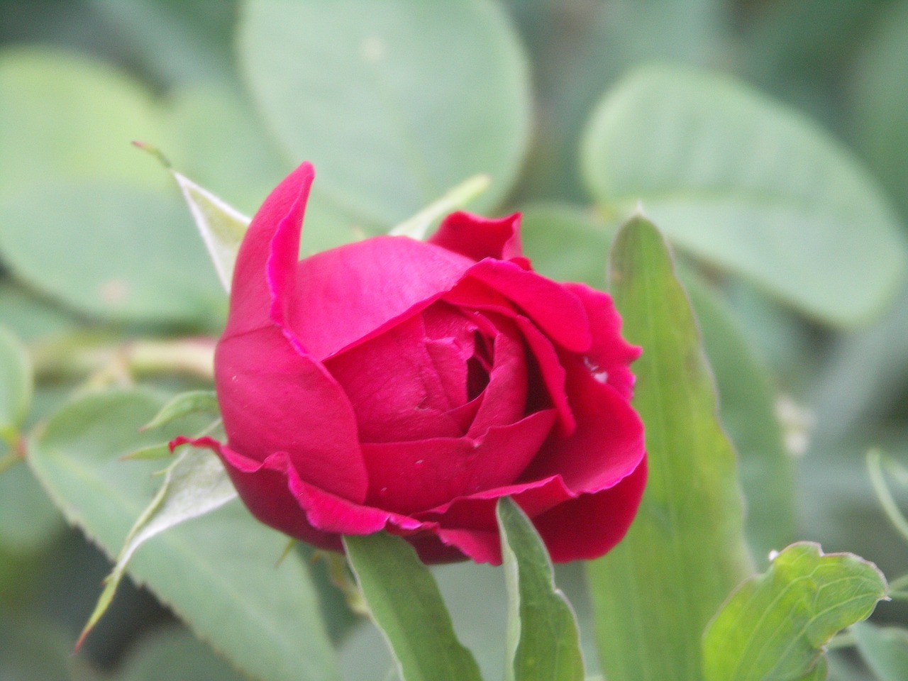 flower rose red free photo