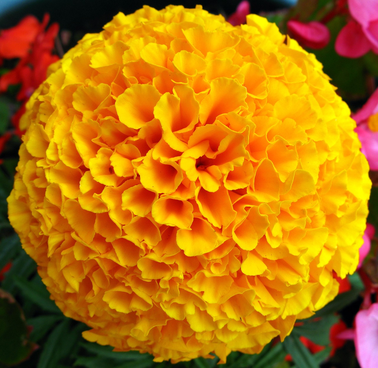 flower marigold french free photo