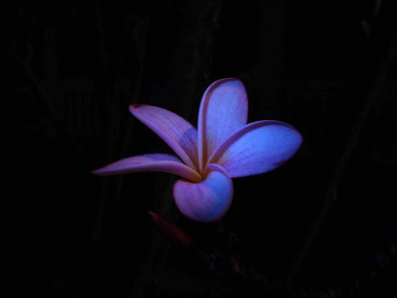 flower plumeria tropical free photo