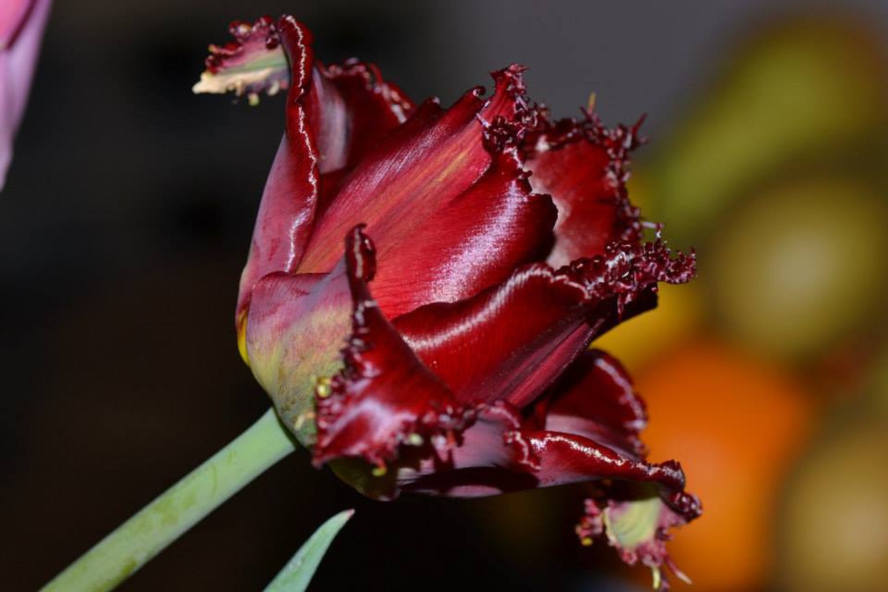 flower tulip red free photo