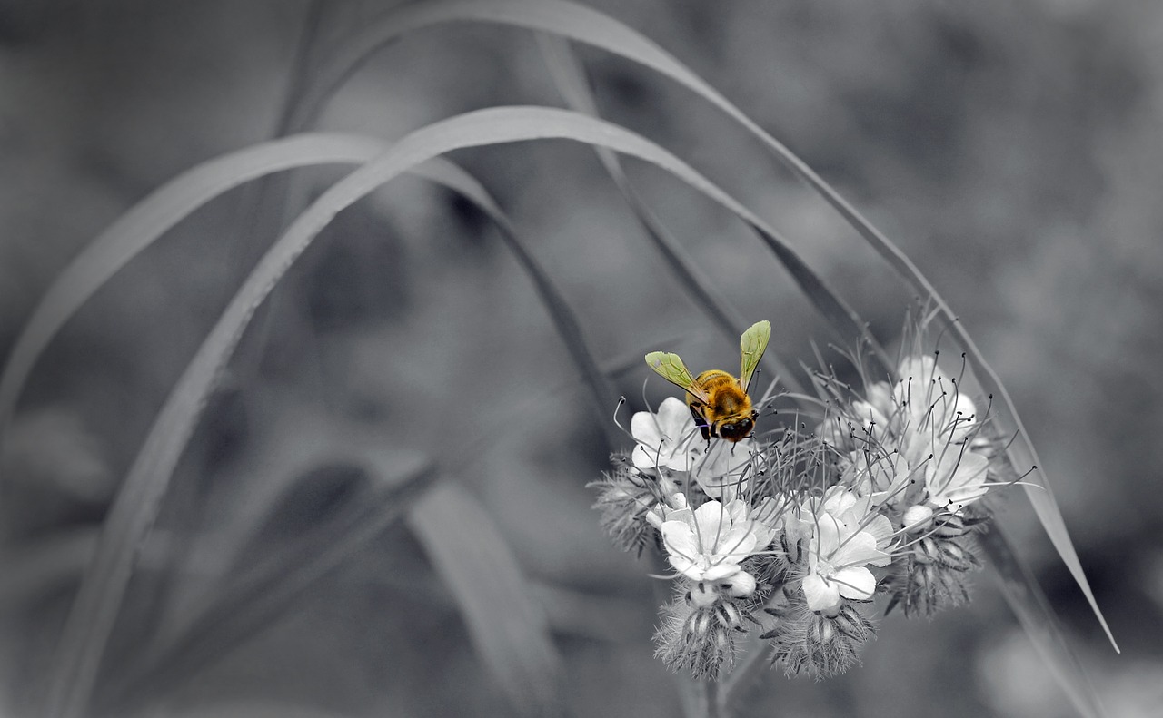 blossom bloom flower free photo