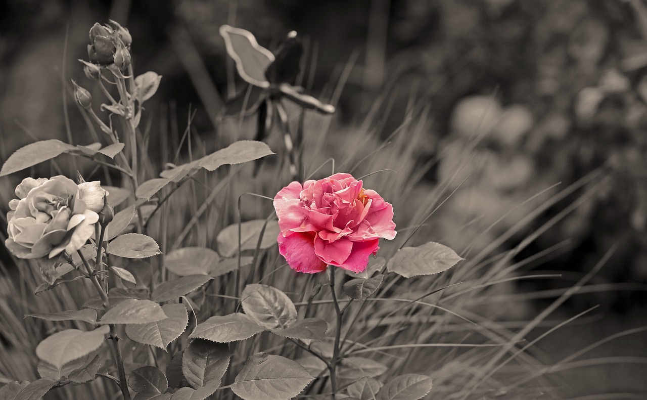 flower roses blossom free photo