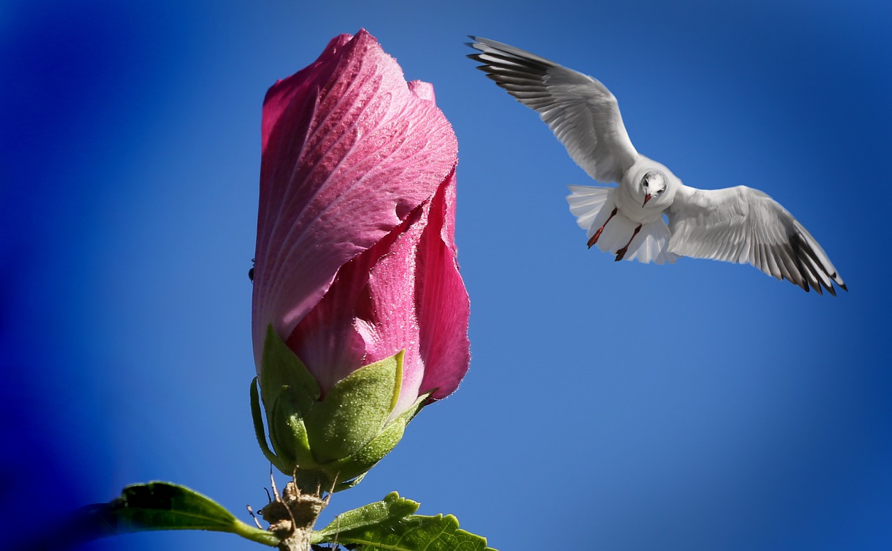 flower bud plant free photo