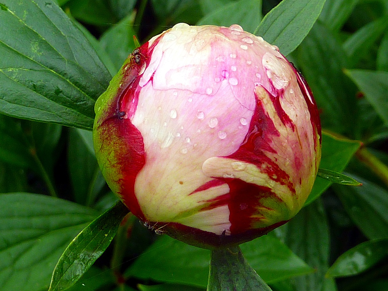 flower button peony free photo