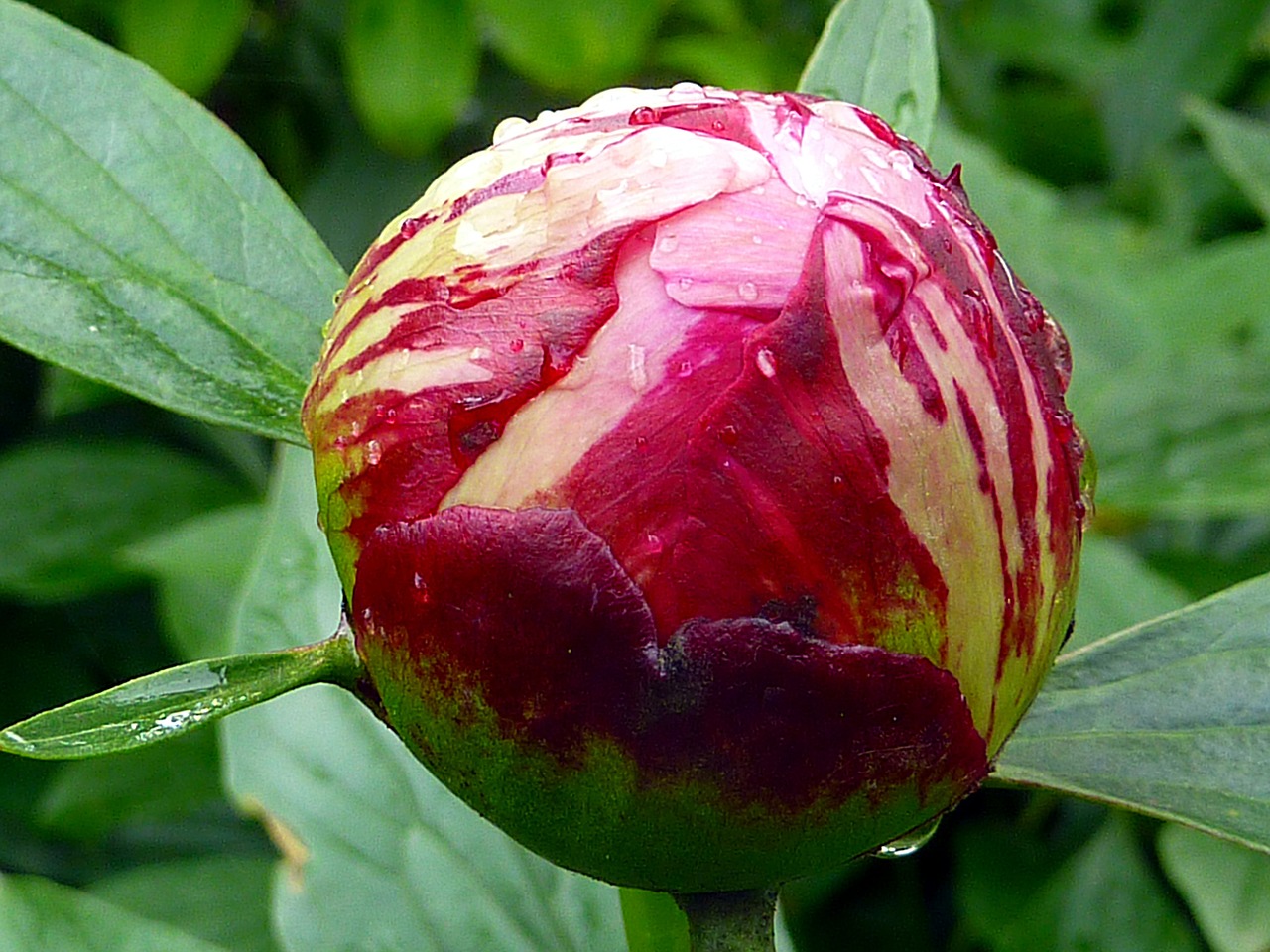 flower button peony free photo