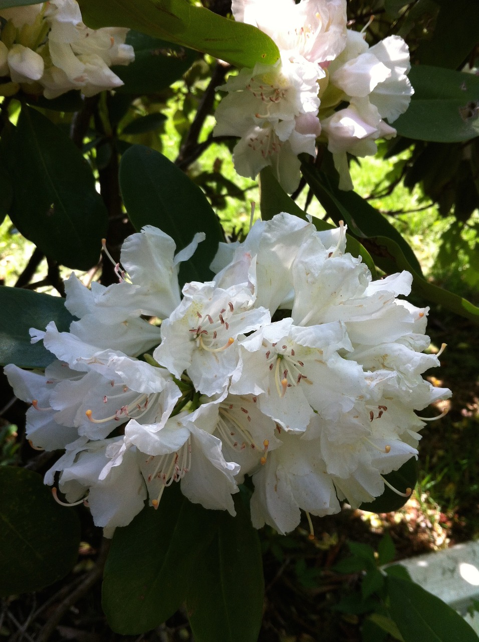 flower bush nature free photo