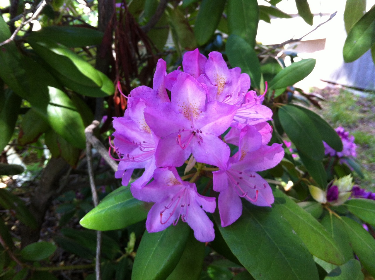 flower bush nature free photo