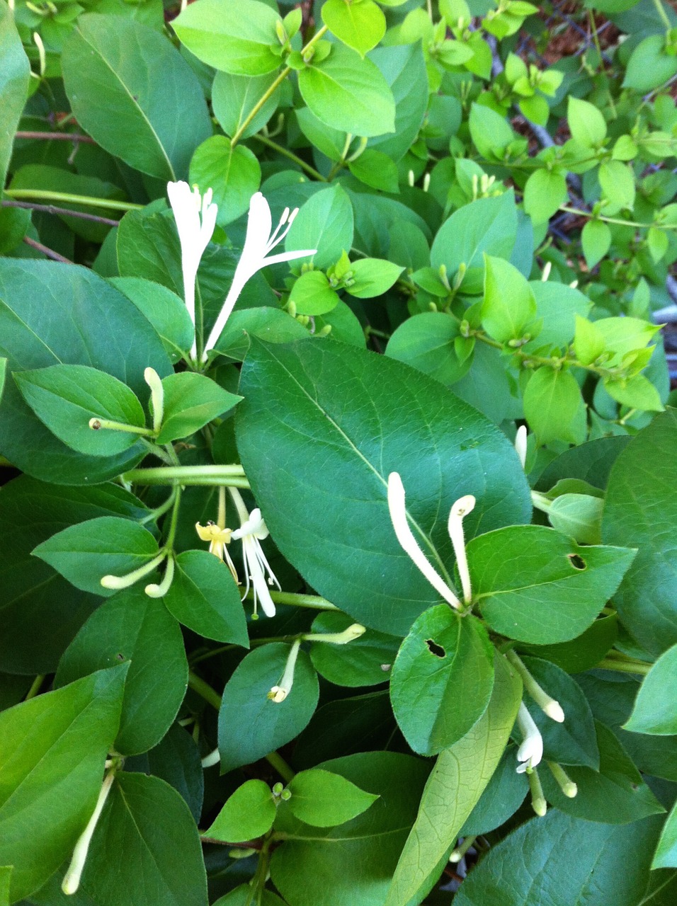 flower honeysuckles green free photo