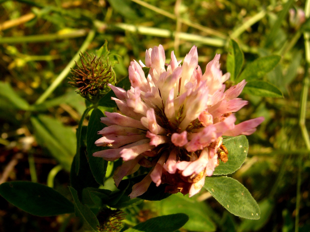 flower green nature free photo