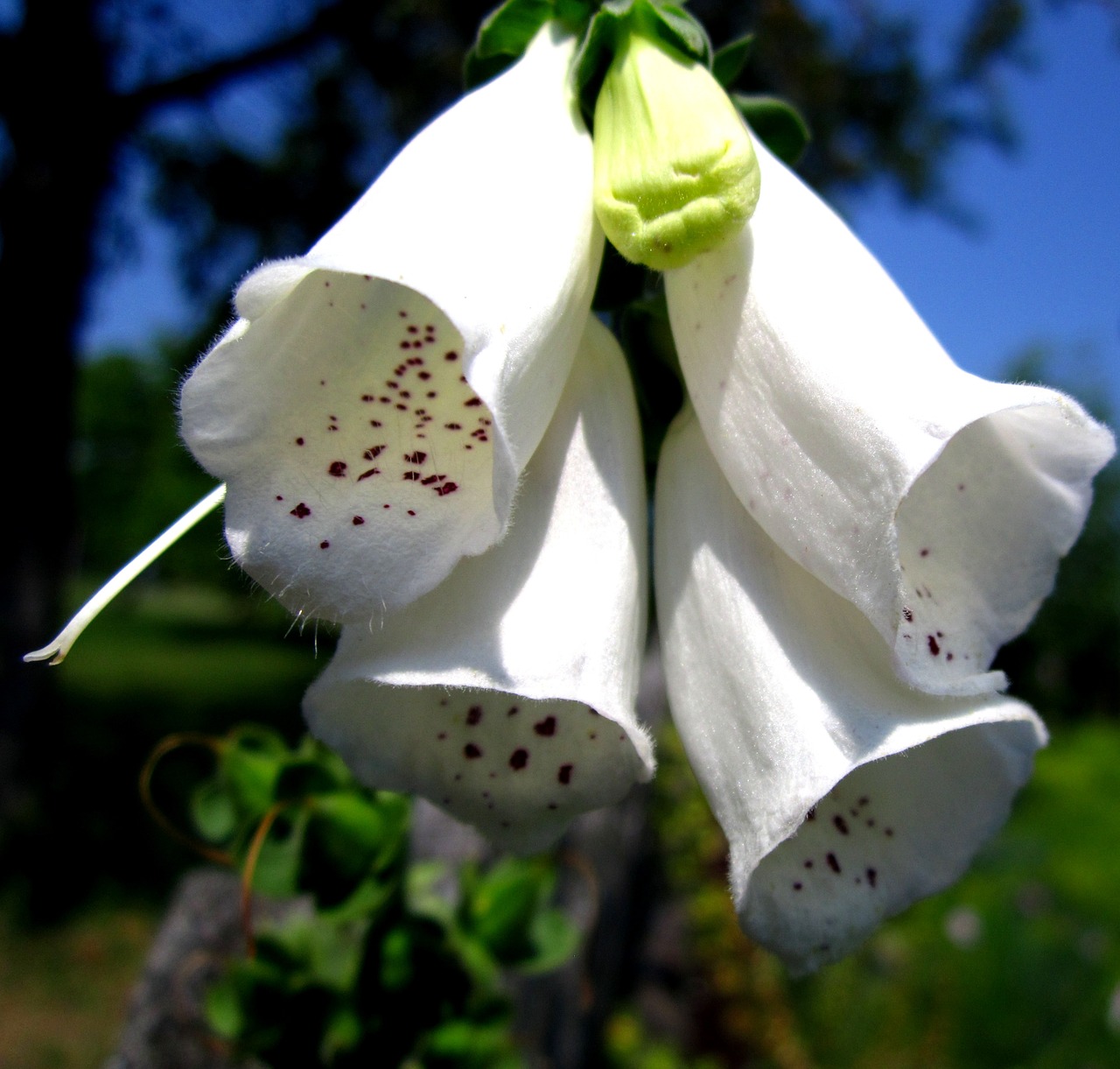 flower cup nature free photo