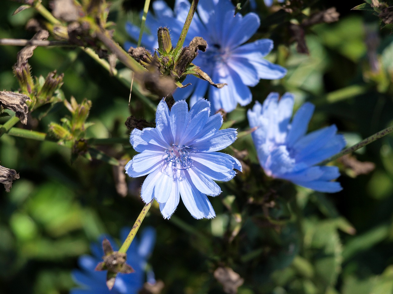 flower blue blossom free photo