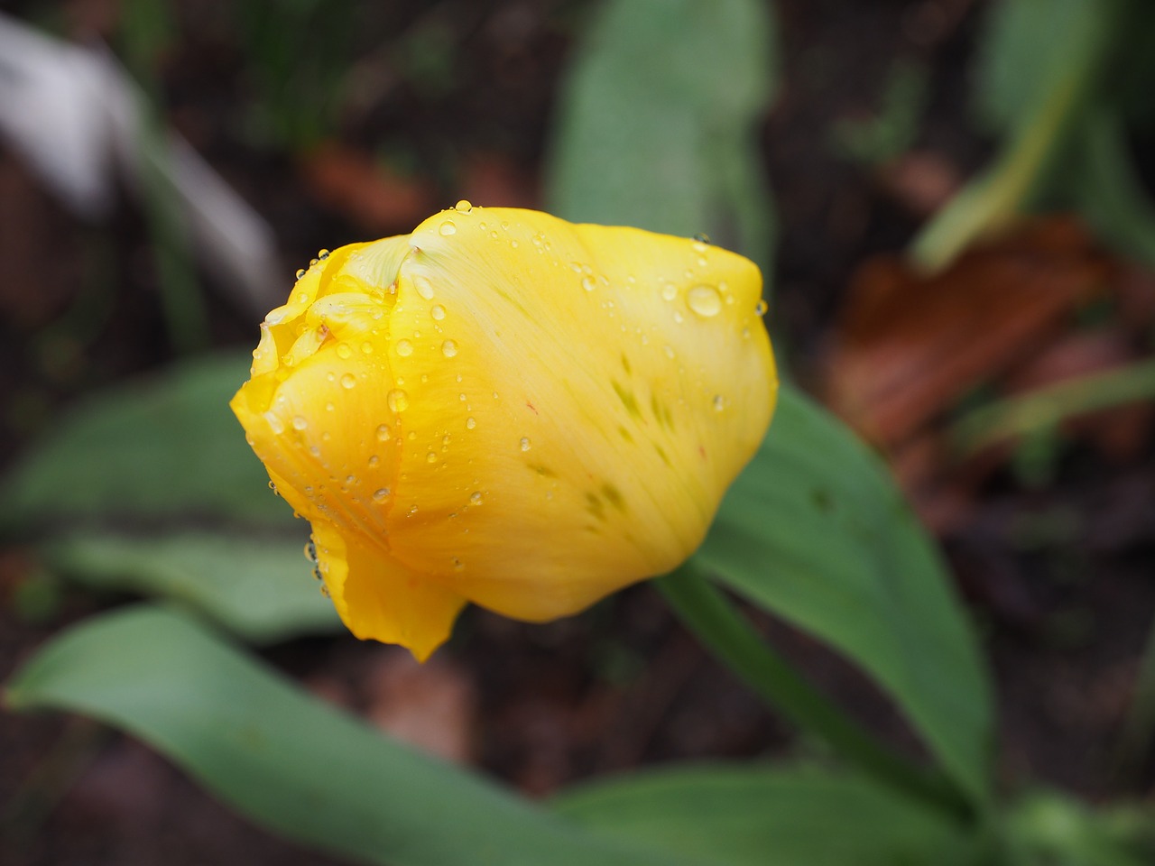 flower tulip spring free photo