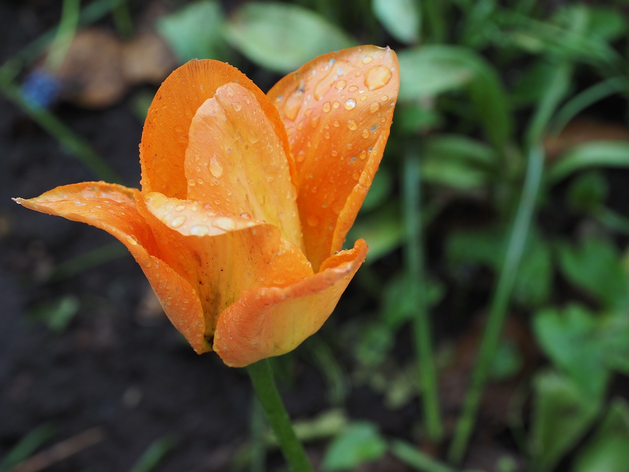 flower tulip spring free photo