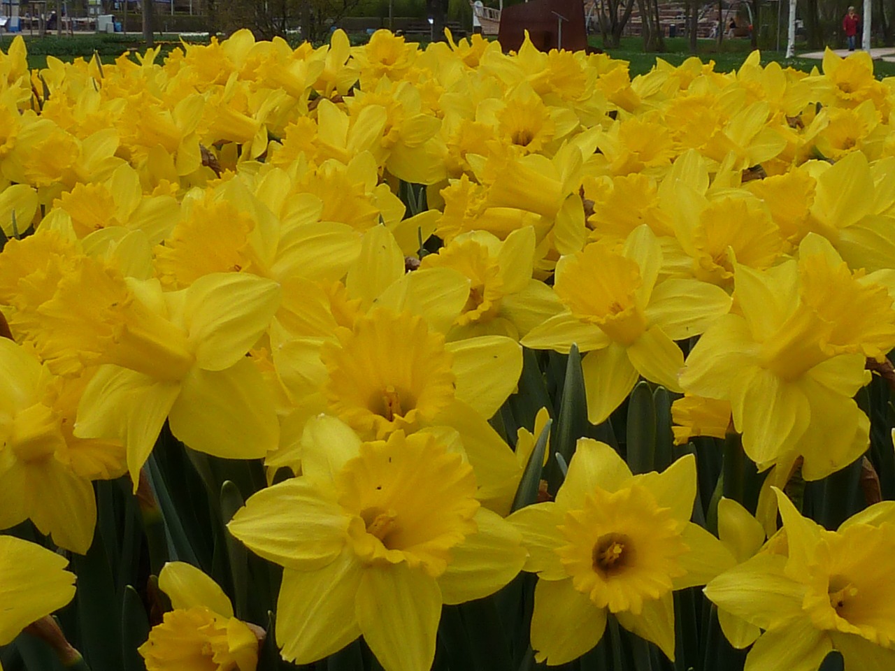 flower daffodil yellow free photo