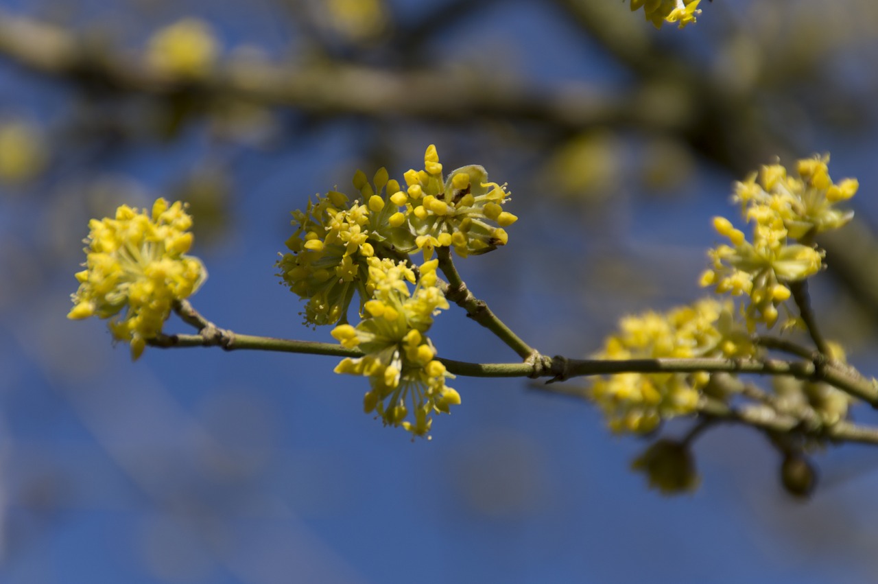 flower branch spring free photo