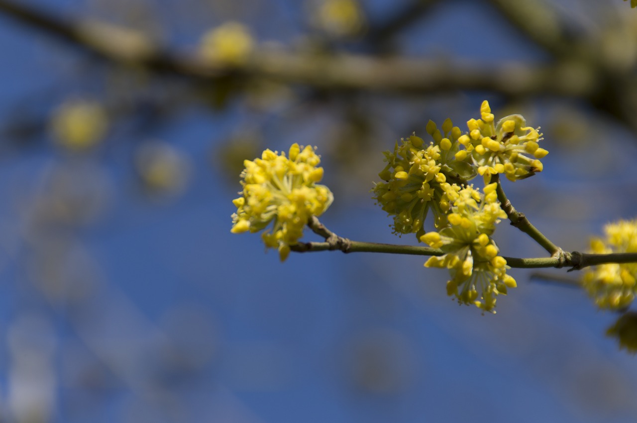 flower branch spring free photo