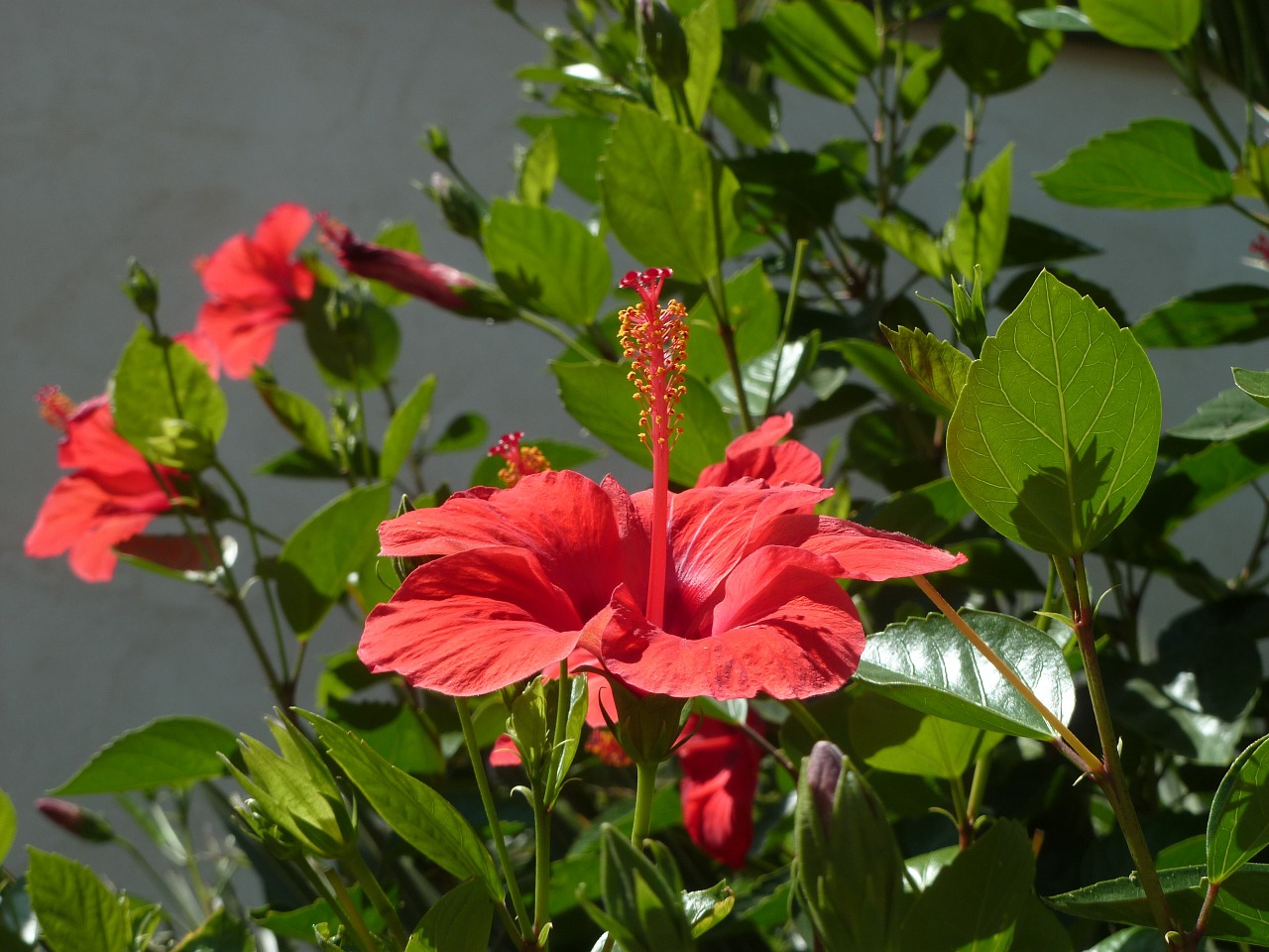 flower red hibiscus free photo